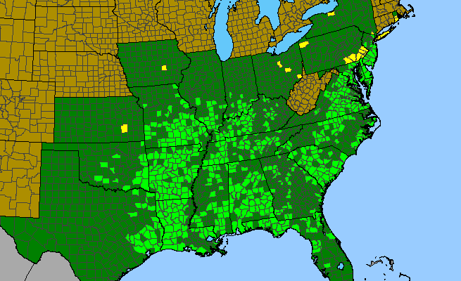 The range of Strophostyles umbellata